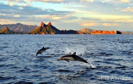 Dolphins in San Carlos